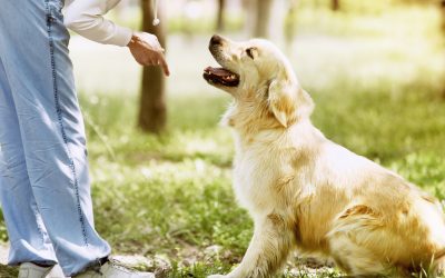 ¿Cuáles son los tipos de adiestramiento canino?