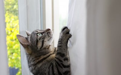 Consejos para la educación de un gato