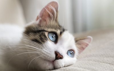 Panleucopenia felina: qué es, síntomas y tratamiento