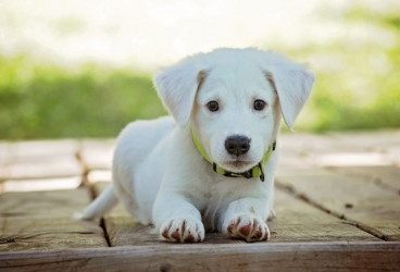 Nutrientes que necesita el perro para tener los huesos fuertes