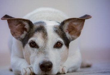 Neumonía canina: qué es, síntomas y tratamiento