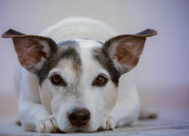 Neumonía canina: qué es, síntomas y tratamiento