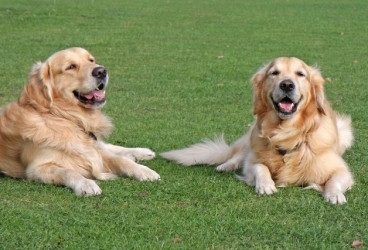 Diabetes canina: qué es, síntomas y tratamiento