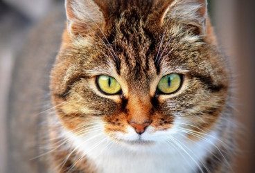 Causas de estrés de los gatos