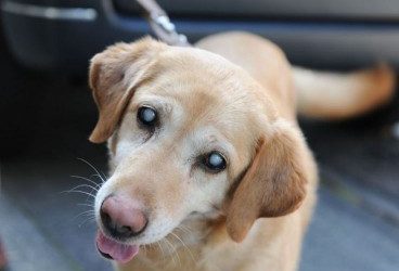 Cataratas en perros: qué es, síntomas y tratamiento