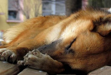Leishmaniosis en perros, síntomas y tratamiento