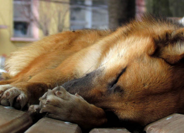 Leishmaniosis en perros, síntomas y tratamiento