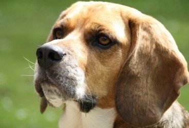 ¿Cuántas palabras pueden entender los perros?