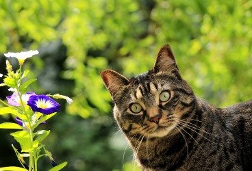 El cuidado del pelo del gato en primavera