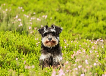 La alergia de los perros en primavera