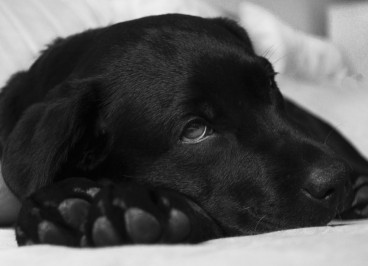 Laringitis canina: qué es, síntomas y prevención