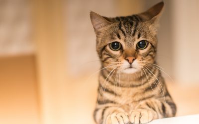 El SIDA en gatos. ¿Qué es? Contagio, tratamiento y prevención