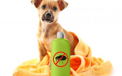 La desparasitación interna y externa de los perros