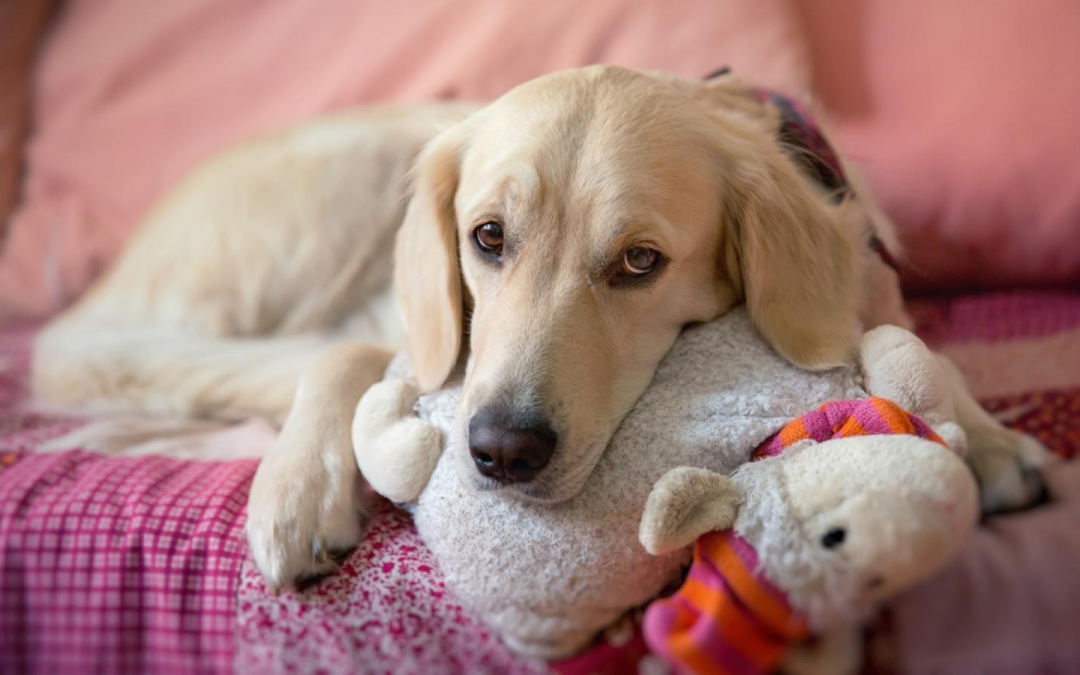 Embarazo psicológico en perros: síntomas y tratamiento