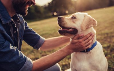 La esterilización de una perra: ¿cuándo se hace?