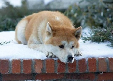 pandilla Esencialmente esculpir Hachiko, la película del perro más fiel | REX
