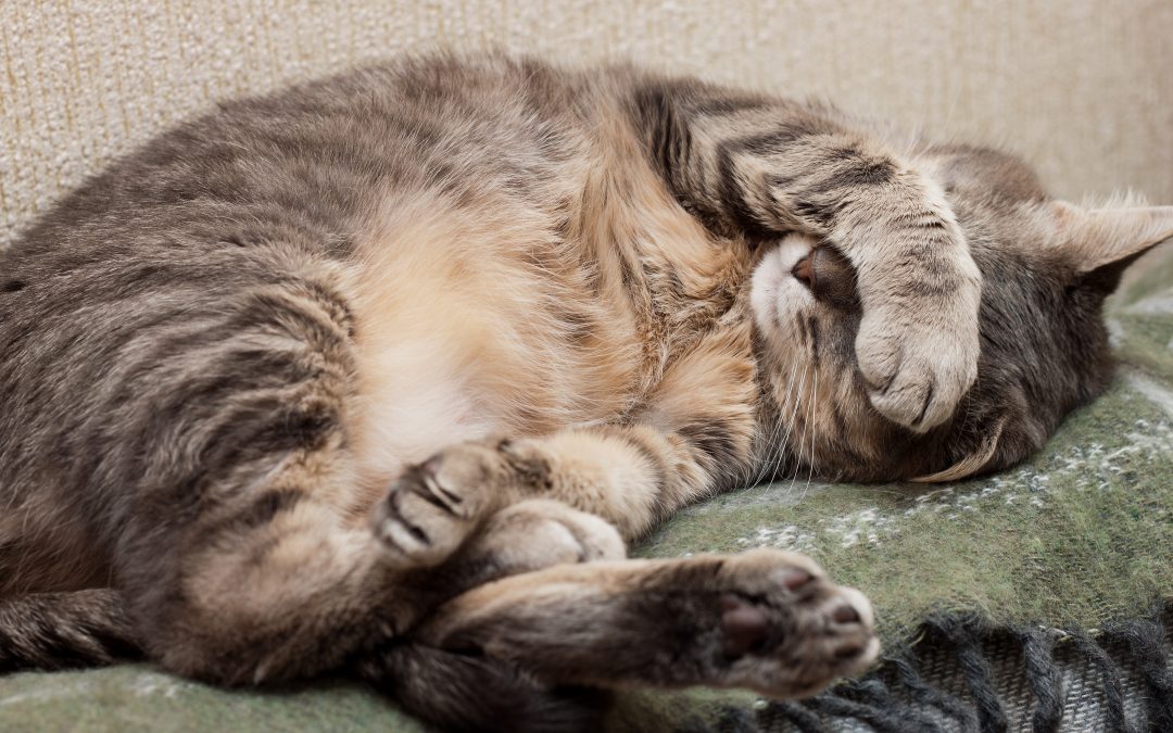 Cistitis en gatos: qué es, síntomas y tratamiento
