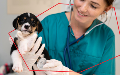 Vacunación para perros, ¿Qué debo saber?
