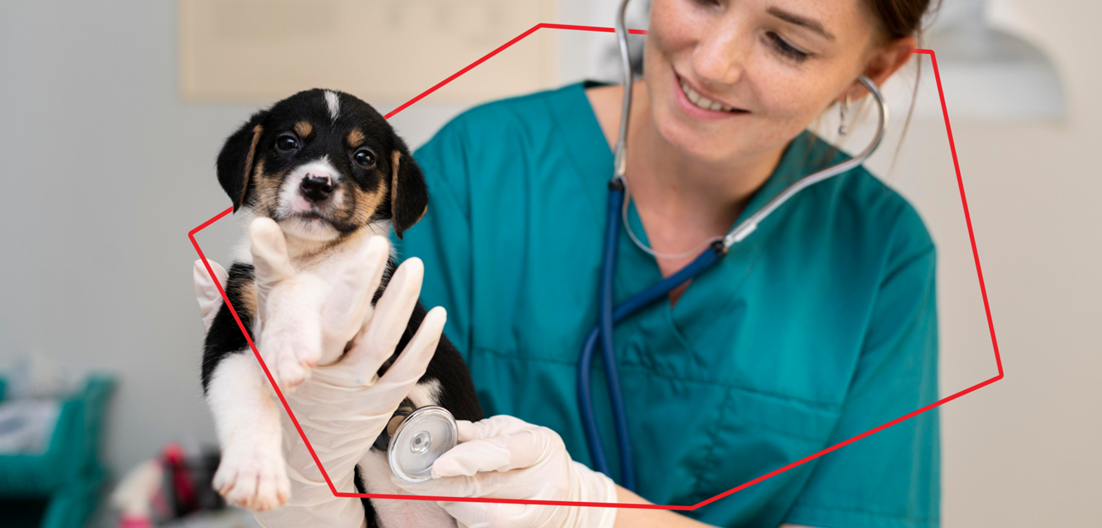 Vaccination for dogs, what do I need to know?
