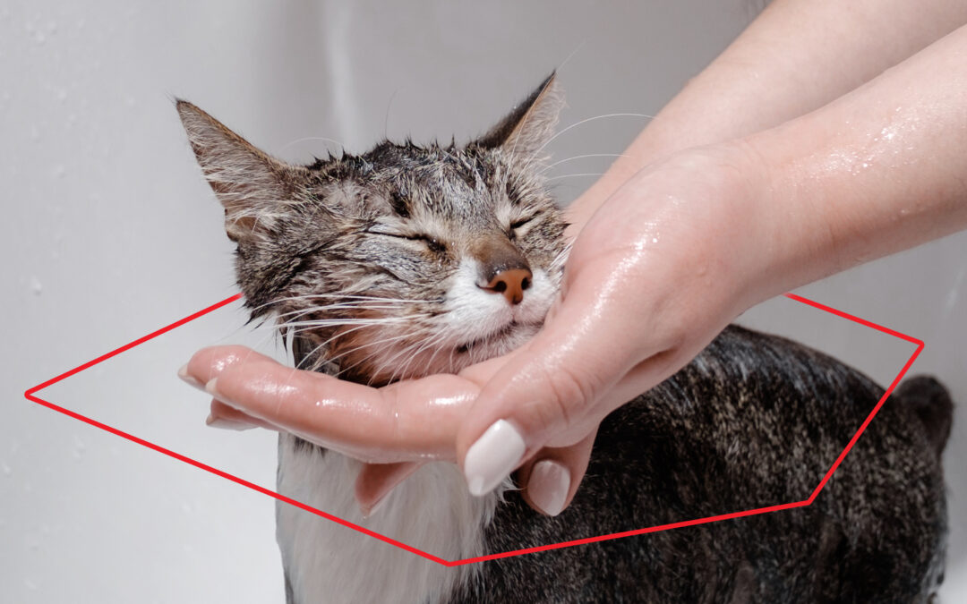 Consejos para la higiene y el cuidado de tu gato