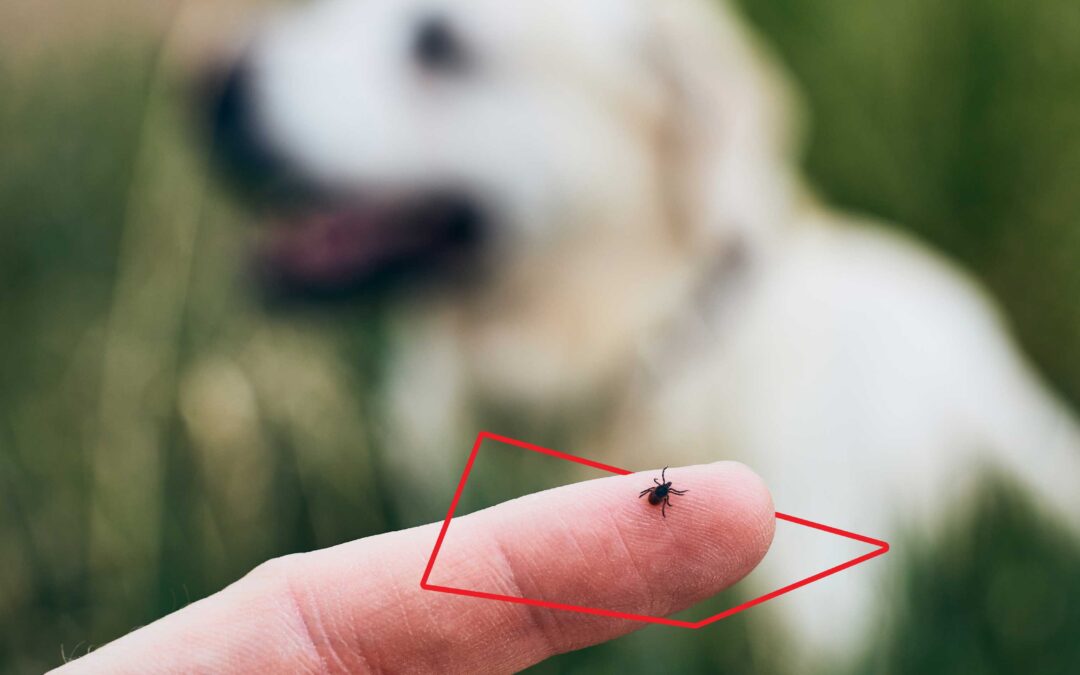 Ticks on dogs, how can we protect them from these parasites?