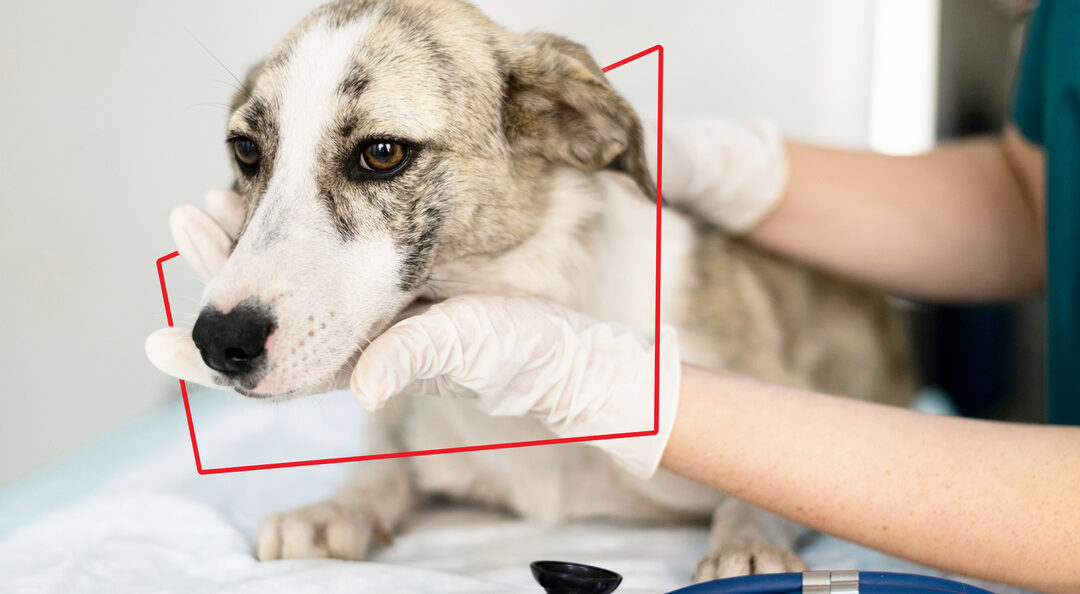 How to tell if your dog is suffering from mange