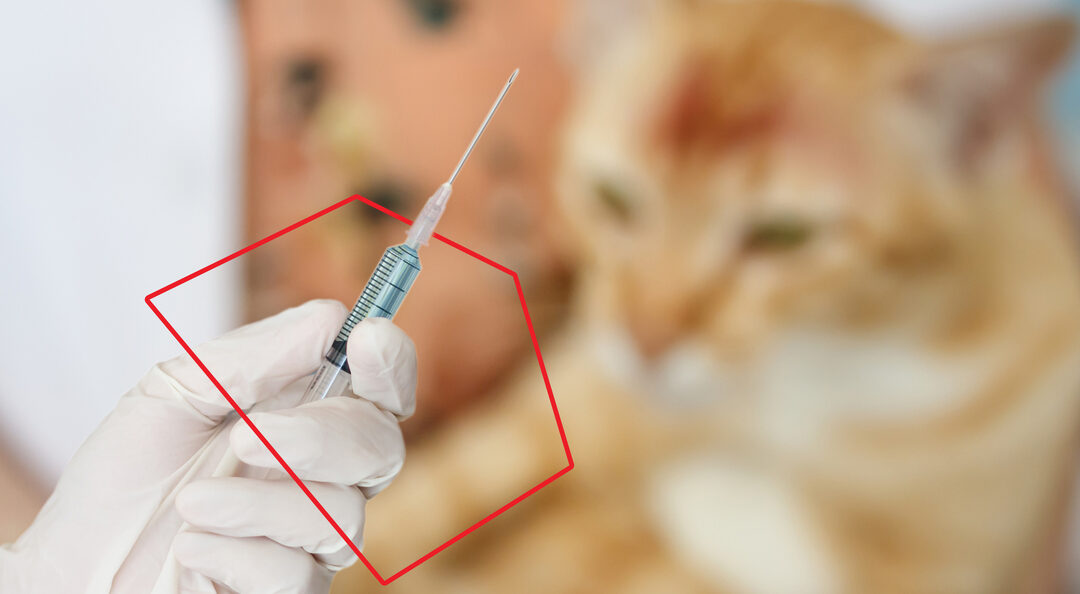 Las preguntas más frecuentes sobre la vacunación en los gatos