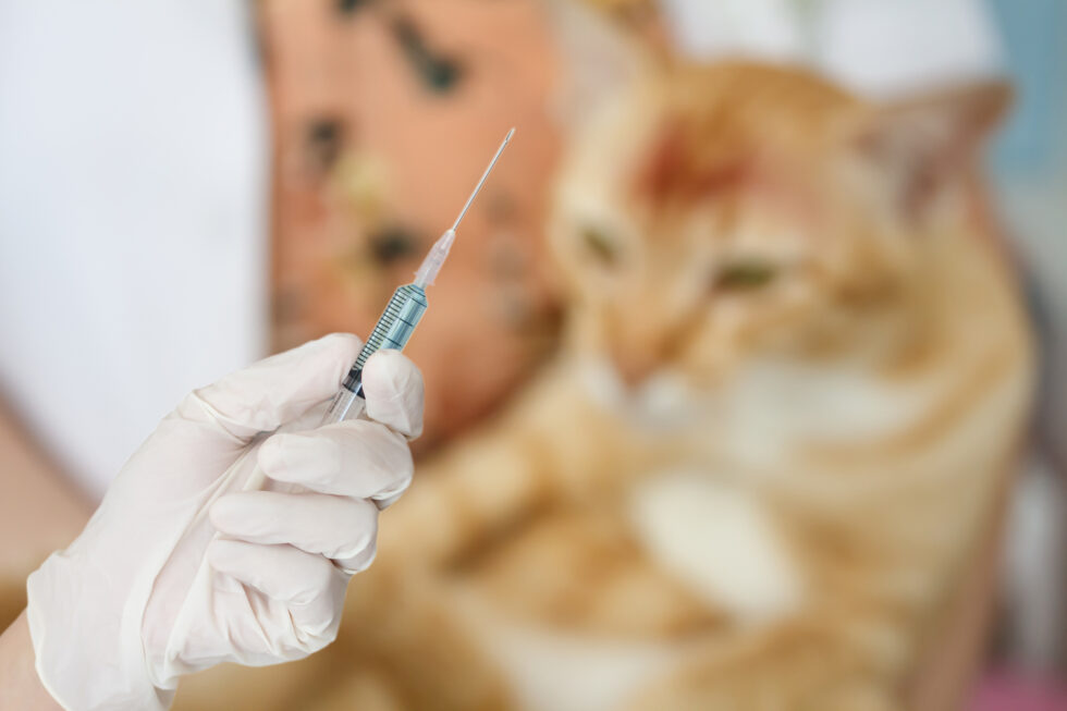 The most frequently asked questions about vaccination in cats